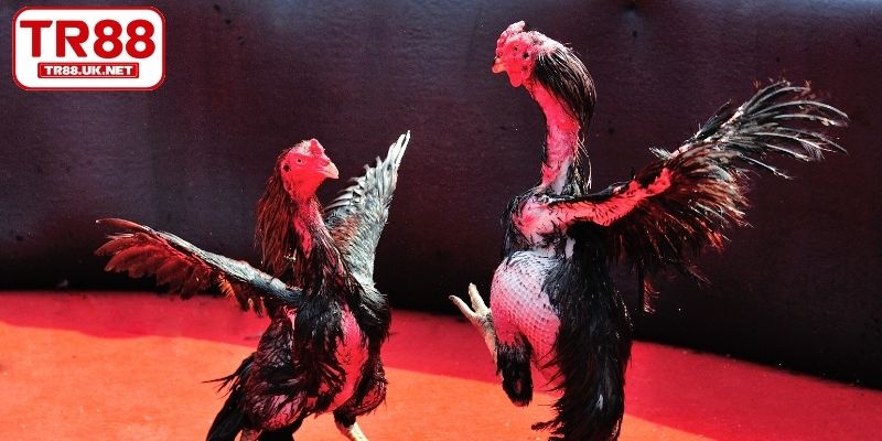 Đôi nét về đá gà TR88
