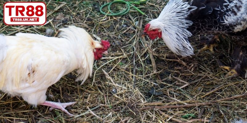 Lợi thế nổi bật của chuyên mục đá gà tại TR88