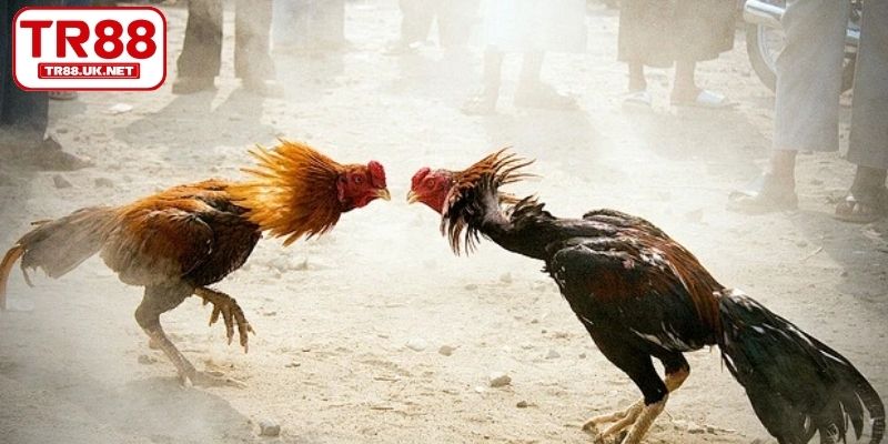 Không theo dõi kết quả đá gà TR88 và rút kinh nghiệm