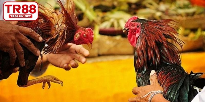 Mắc sai lầm cá cược đá gà luôn thua cần tránh về vốn, thời gian